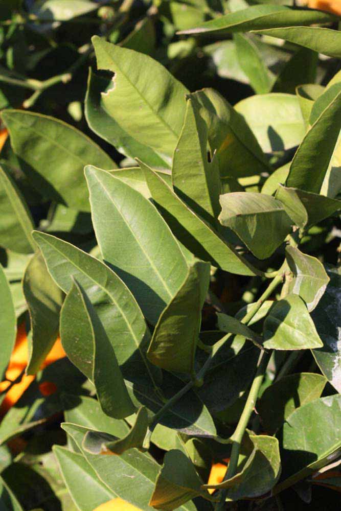            Sun leaves (Riverside, CA)   